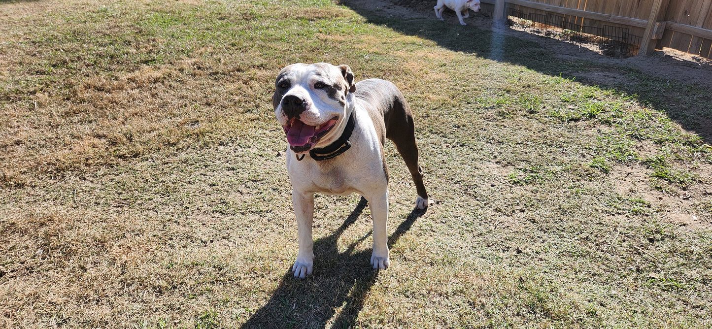 Rare Breed Guard Dog - Sire (Stud Fee)