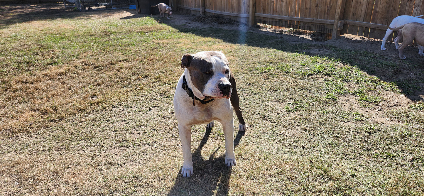 Rare Breed Guard Dog - Sire (Stud Fee)