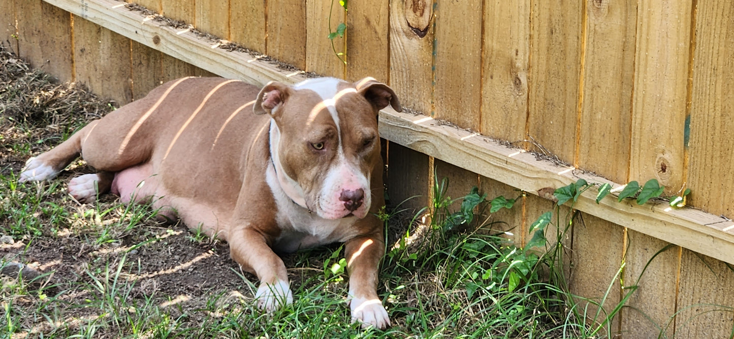 Rare Breed Guard Dog - Dam