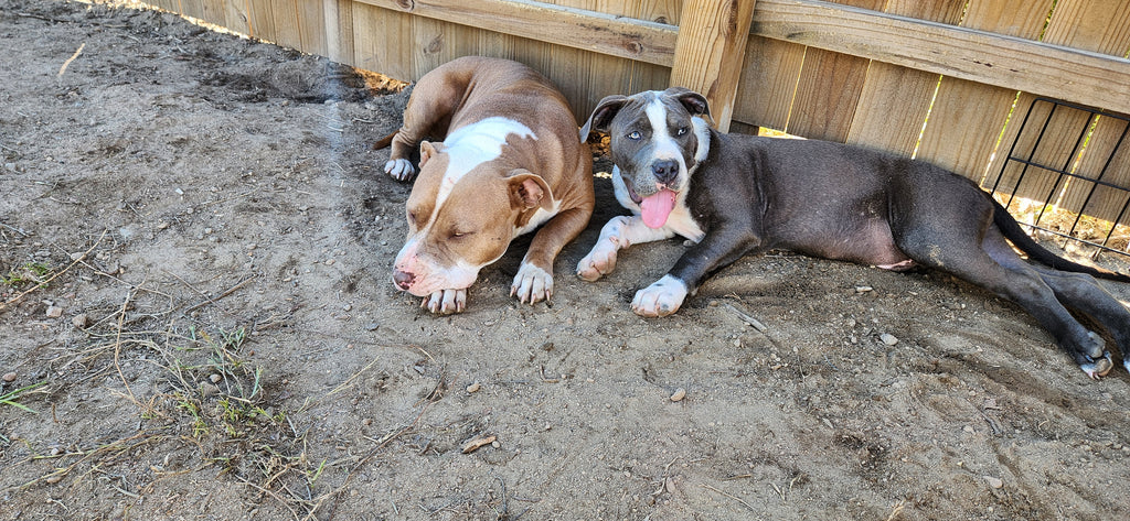 Rare Breed Guard Dog - Dam