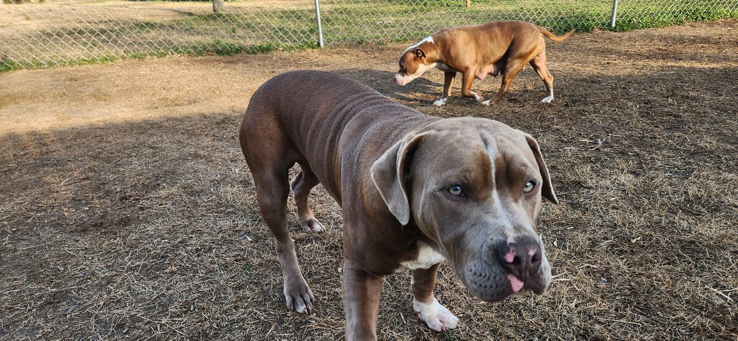 Rare Breed Guard Dog