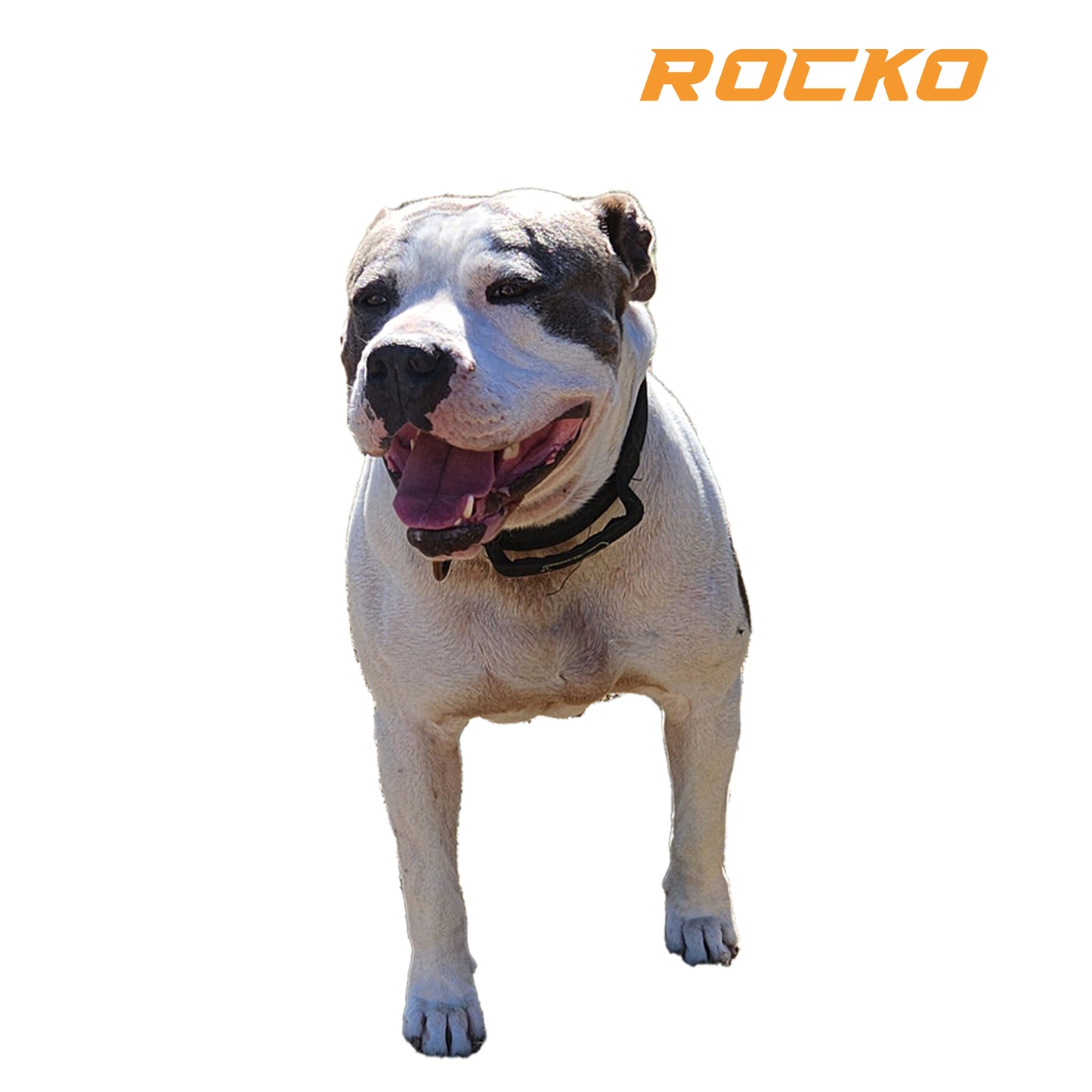 Rare Breed Guard Dog - Sire  (Stud Fee)